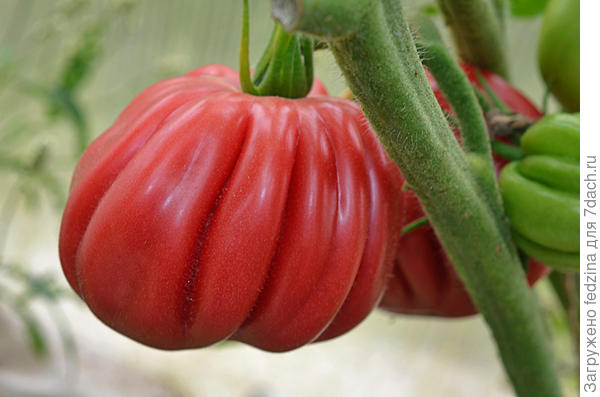 Инжир розовый