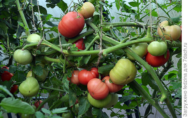 Гордость застолья в сентябре