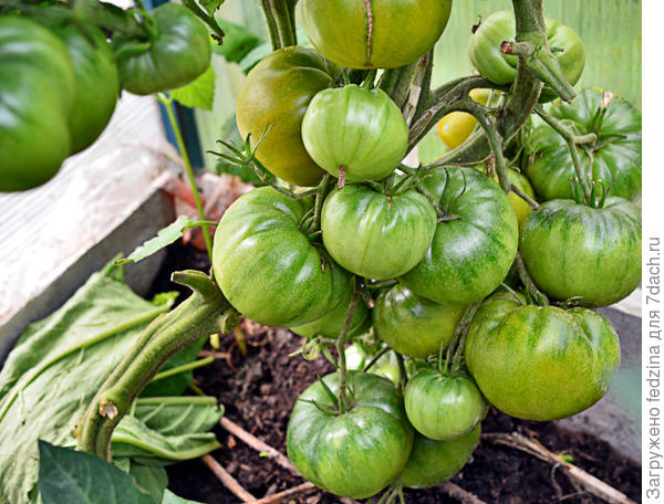 Ирландский ликер