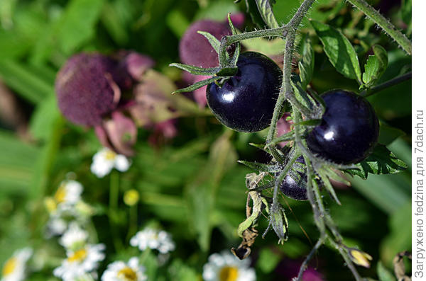 Черная гроздь на улице