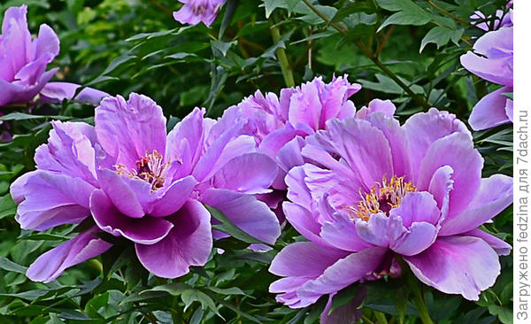 Привлекающий удачу... пион