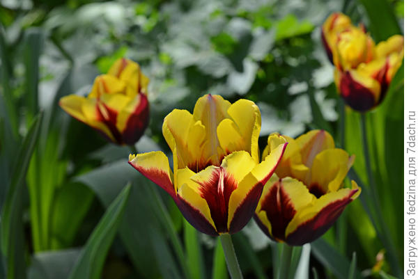 Весеннего настроения!