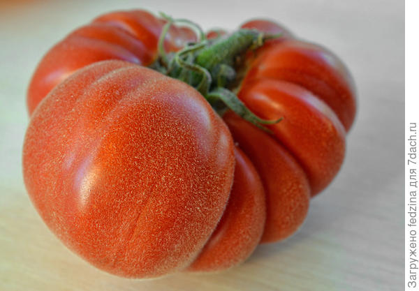 Волосатый Абрикос