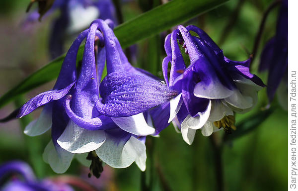 Аквилегия Синяя звезда