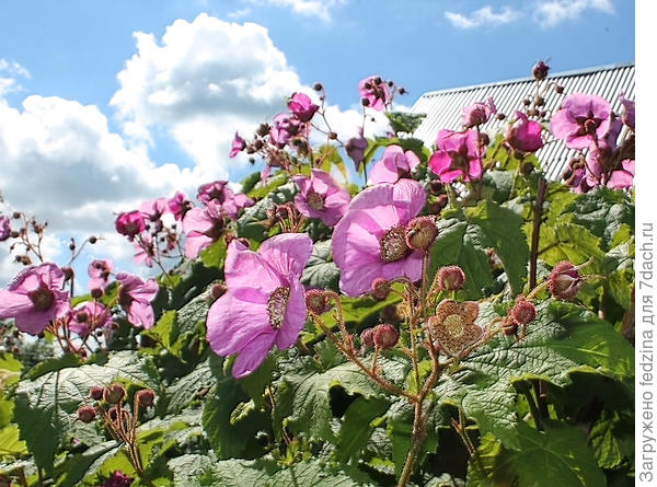 Малина Калифорния