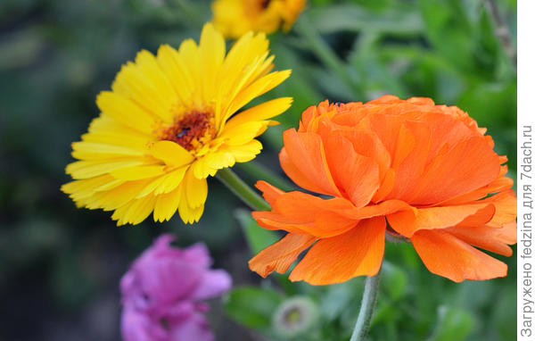 Рыжая анемона.