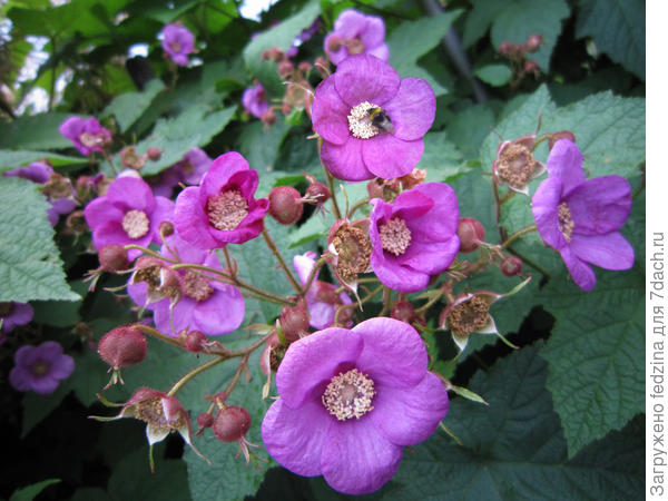 Калифорния