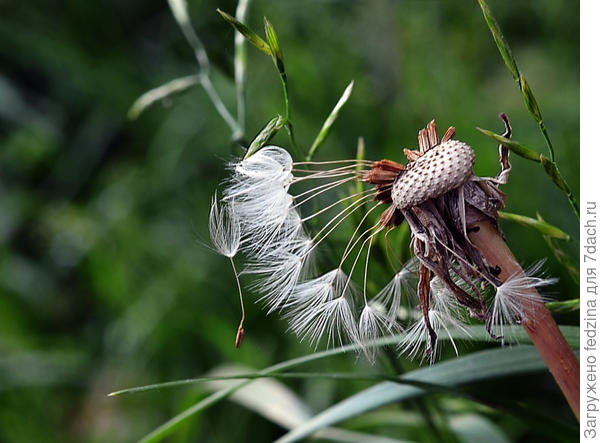 Теряющий шевелюру...
