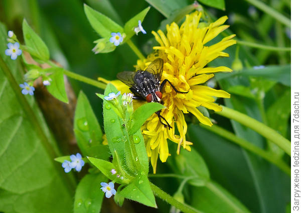 На одуванчик села муха, ей хочется его понюхать…