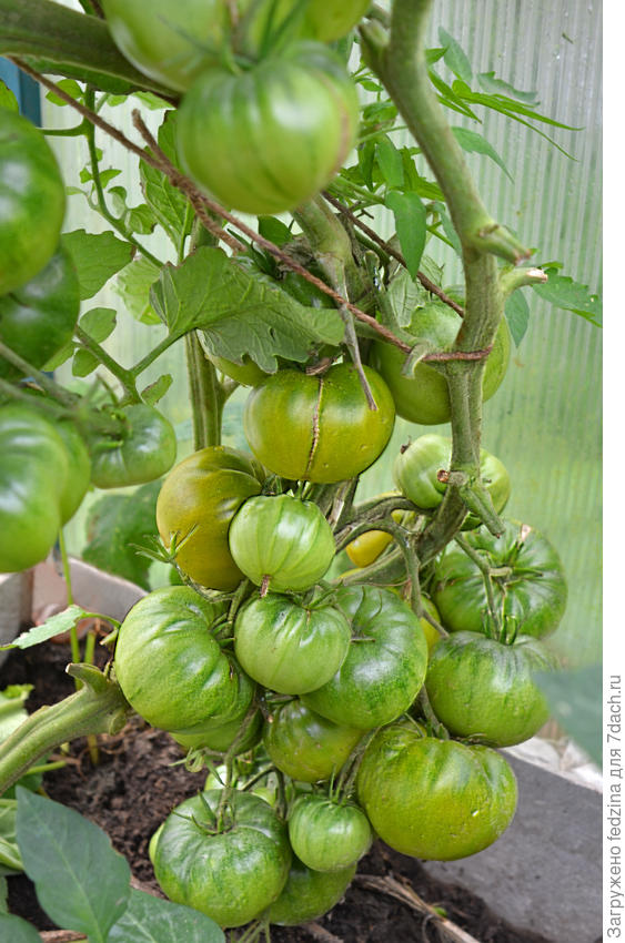 Ирландский ликер