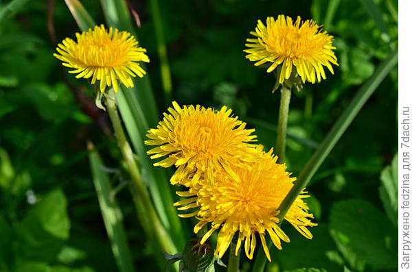 Одуванчики имеют Золотистый желтый цвет И варения вкуснее чем из него не свете нет…