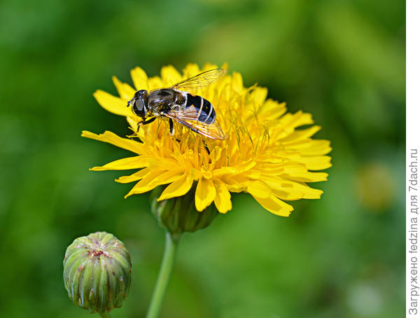 Жужжалка села отдыхать, лапки стала потирать!
