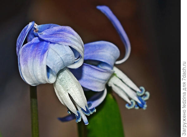 Пролеска Розена