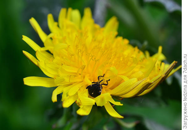 Нашедший свое солнышко…