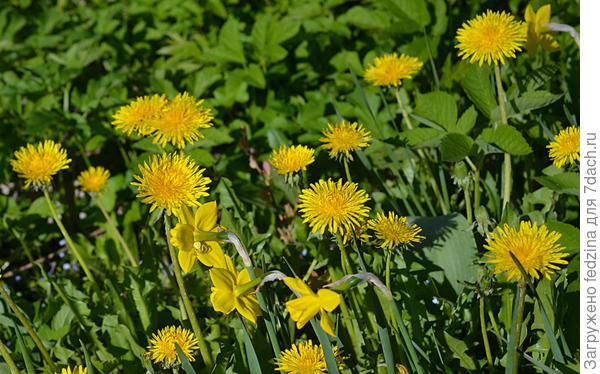 Великаны-одуванчики вырастила я, больше чем нарциссы, выше чем трава…