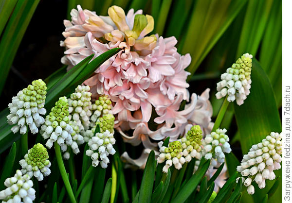 Рожденные весной!