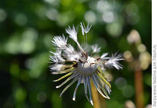 Одуванчик поседел и вместе с ветром улетел