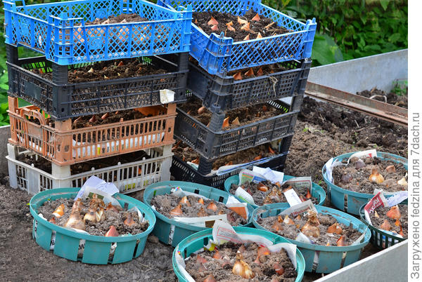 Посадка тюльпанов в ящики и корзины