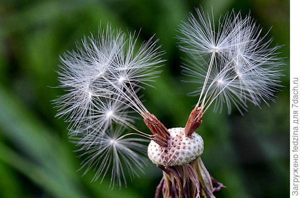 Вы уже все пропололи?? Тогда мы летим к вам...