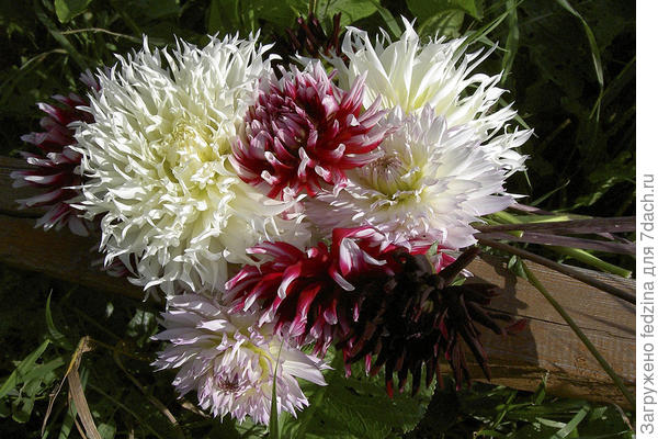 Снимок старым фотиком