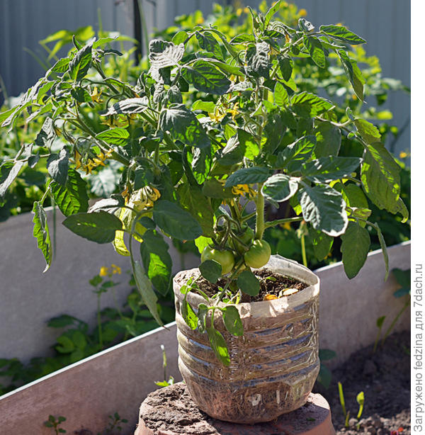 Монгольский карлик