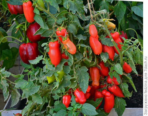 Веселый гном. Растет в горшке