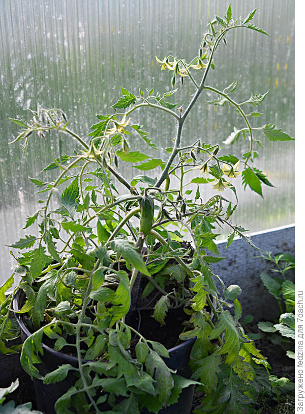 Сосиска зеленая