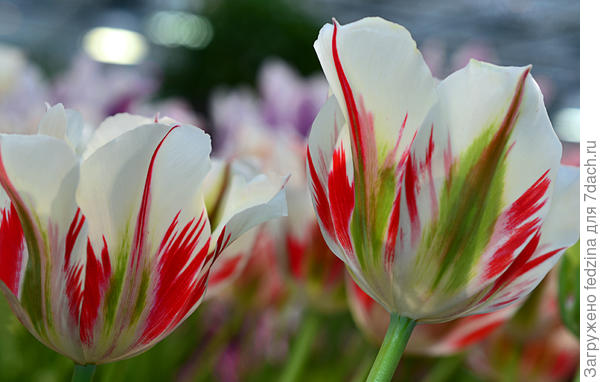 Флеминг Спрингрин