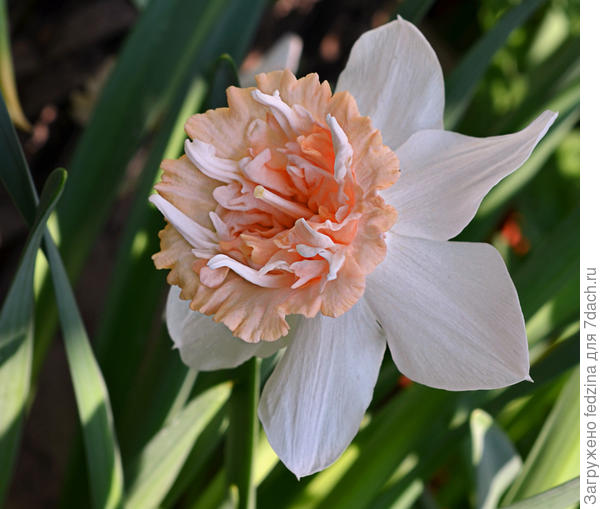 Нарцисс Петит Фо