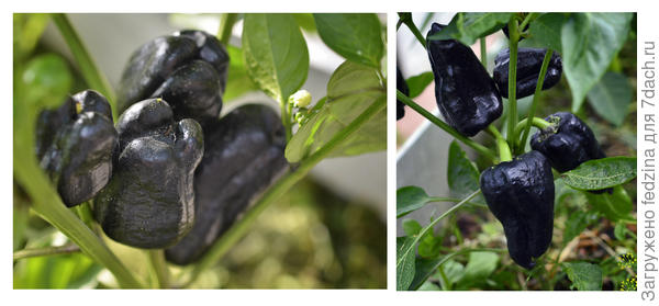 Перец Черный конь