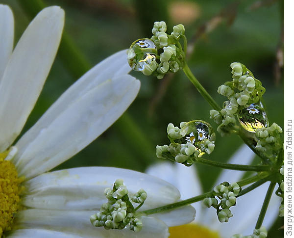 Подсмотрела я вчера, как ромашки умывались в капельках дождя…