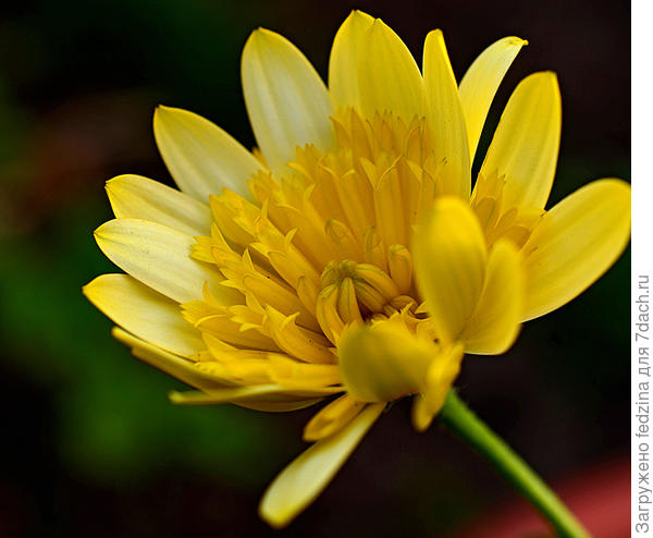 Остеопермум