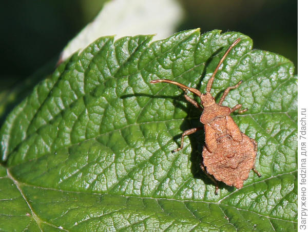 Человечья улыбка клопа...