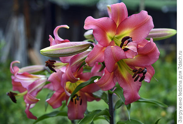 И конечно красивейших цветов!