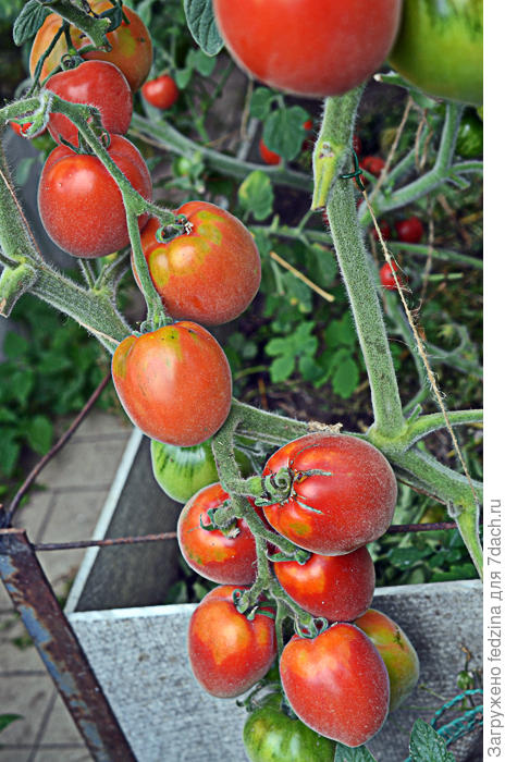 Шахерезада