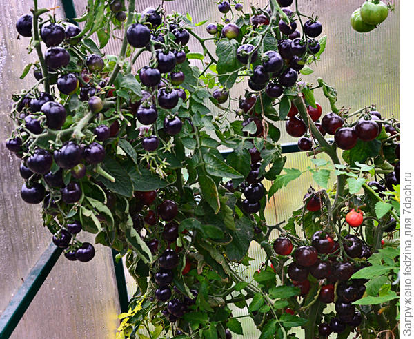 Черная гроздь 2017г