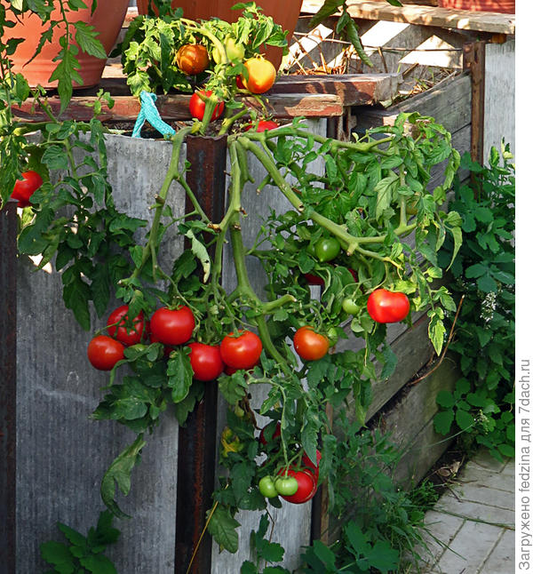 Любаша в августе