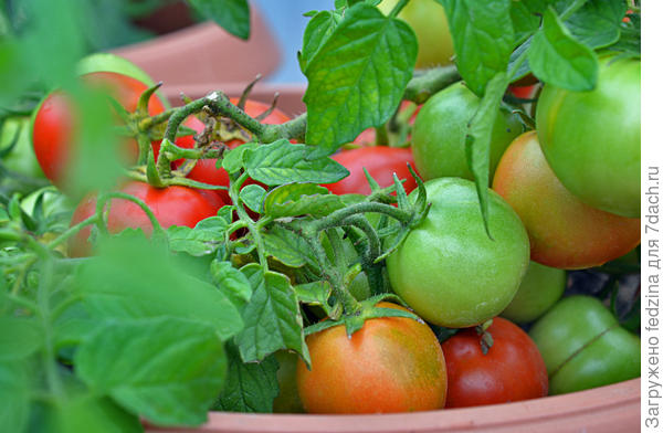 Монгольский карлик в горшке