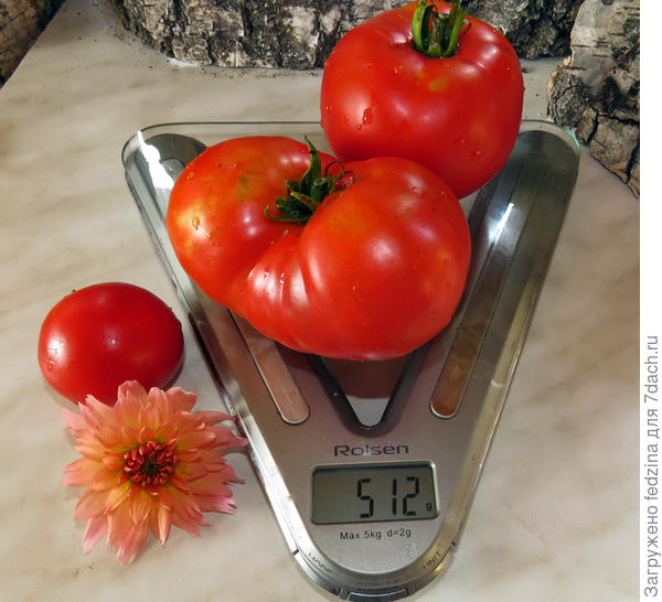 Японский стелящийся, рядом с весами Монгольский карлик