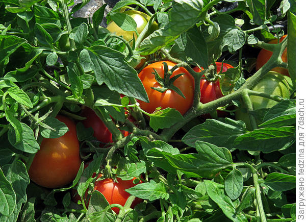 Японский стелящийся прячется в траве