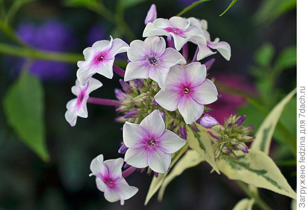 Дарвинс джой (Darwin's Joyce)