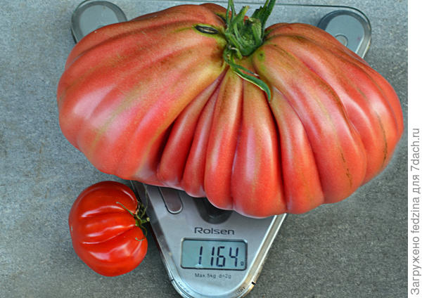 Инжир розовый и Тлаколула де маиаморос