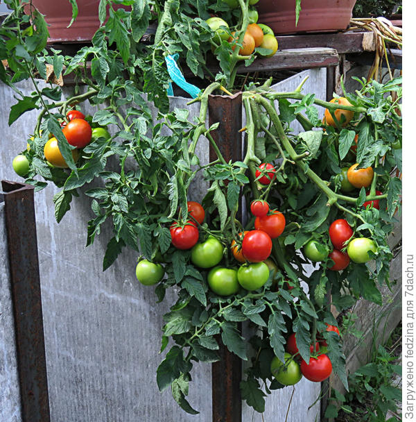 Ранняя Любаша в ампеле в августе