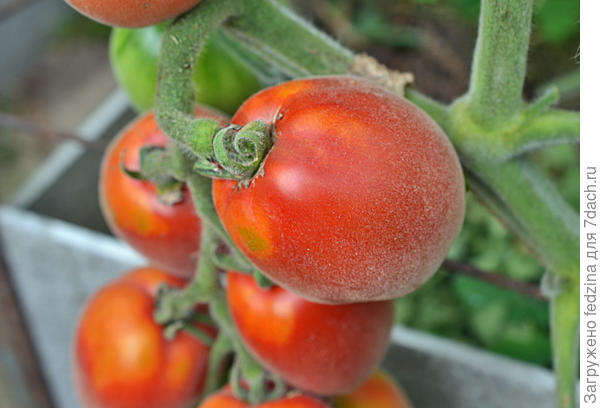 Шахерезада