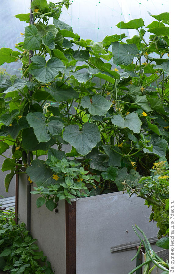 Высокая грядка