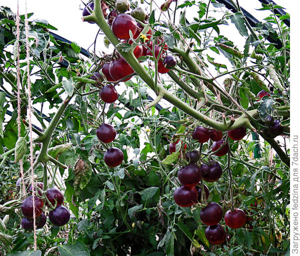 Томаты 16 сентября в теплице