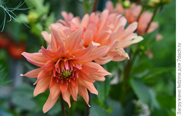 Геллери Леонардо