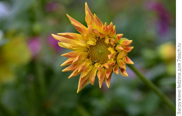 Из семян, цветение на второй год