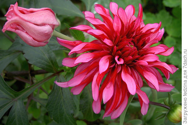 Геллери Риноир в мае