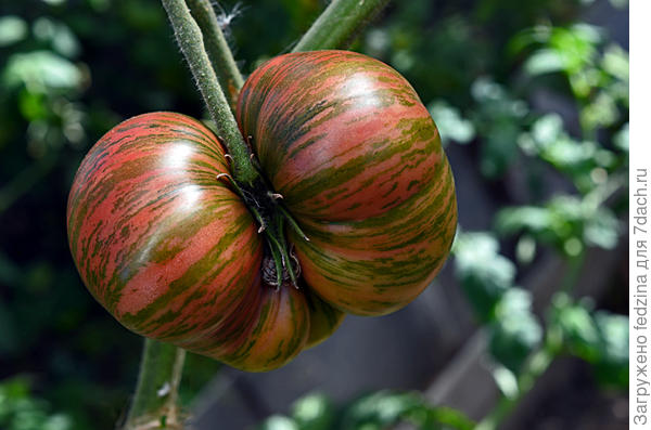 Помидорчик в октябре